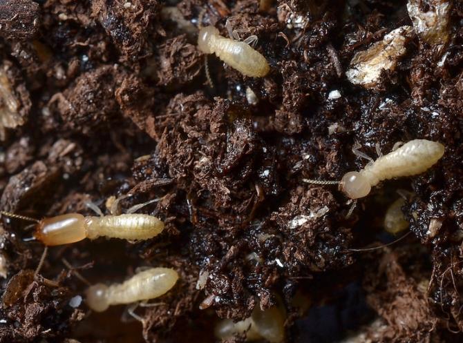 รับกำจัดปลวก วังน้ำเขียว โคราช นครราชสีมา จัดการปลวกตายเรียบ 100%